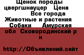 Щенок породы  цвергшнауцер › Цена ­ 30 000 - Все города Животные и растения » Собаки   . Амурская обл.,Сковородинский р-н